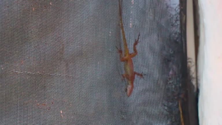 Lizards Nets in Hyderabad