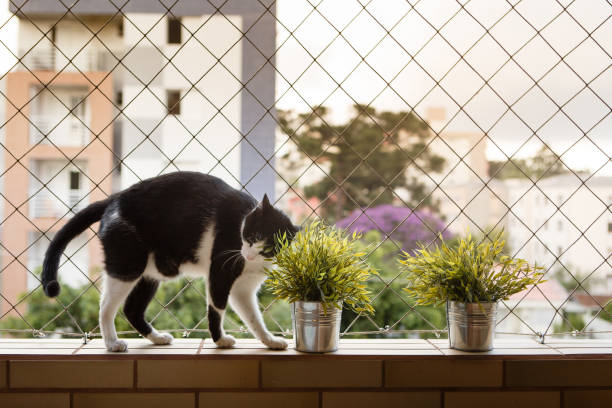 Pets Safety Nets in Hyderabad