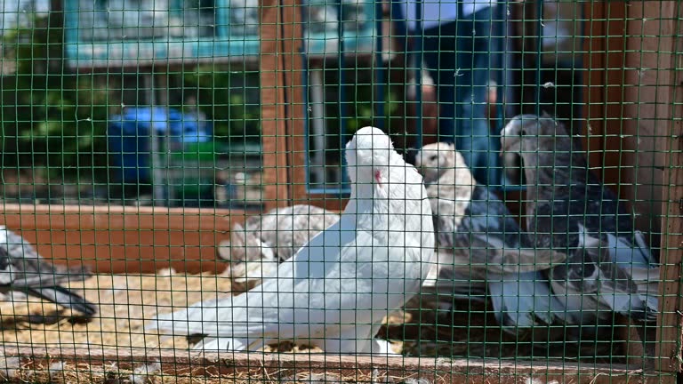 Pigeon Safety Nets in Hyderabad