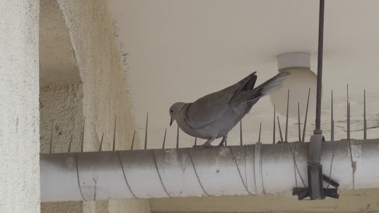 Pigeon Spikes in Hyderabad