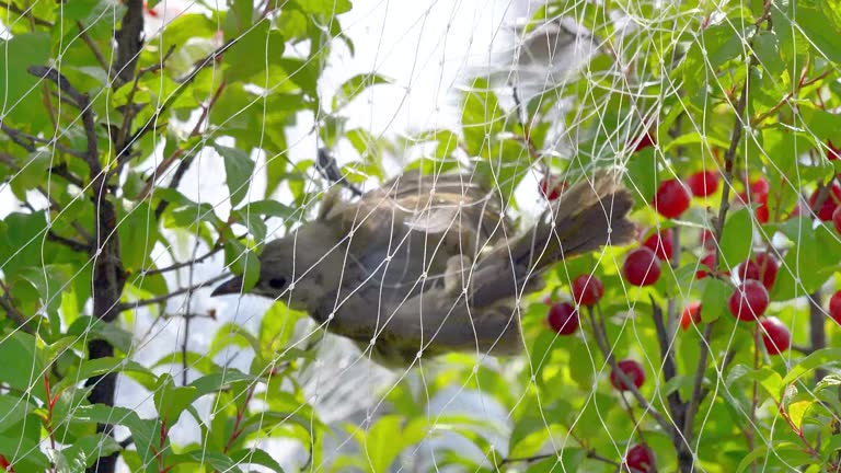 Bird Nets in Hyderabad